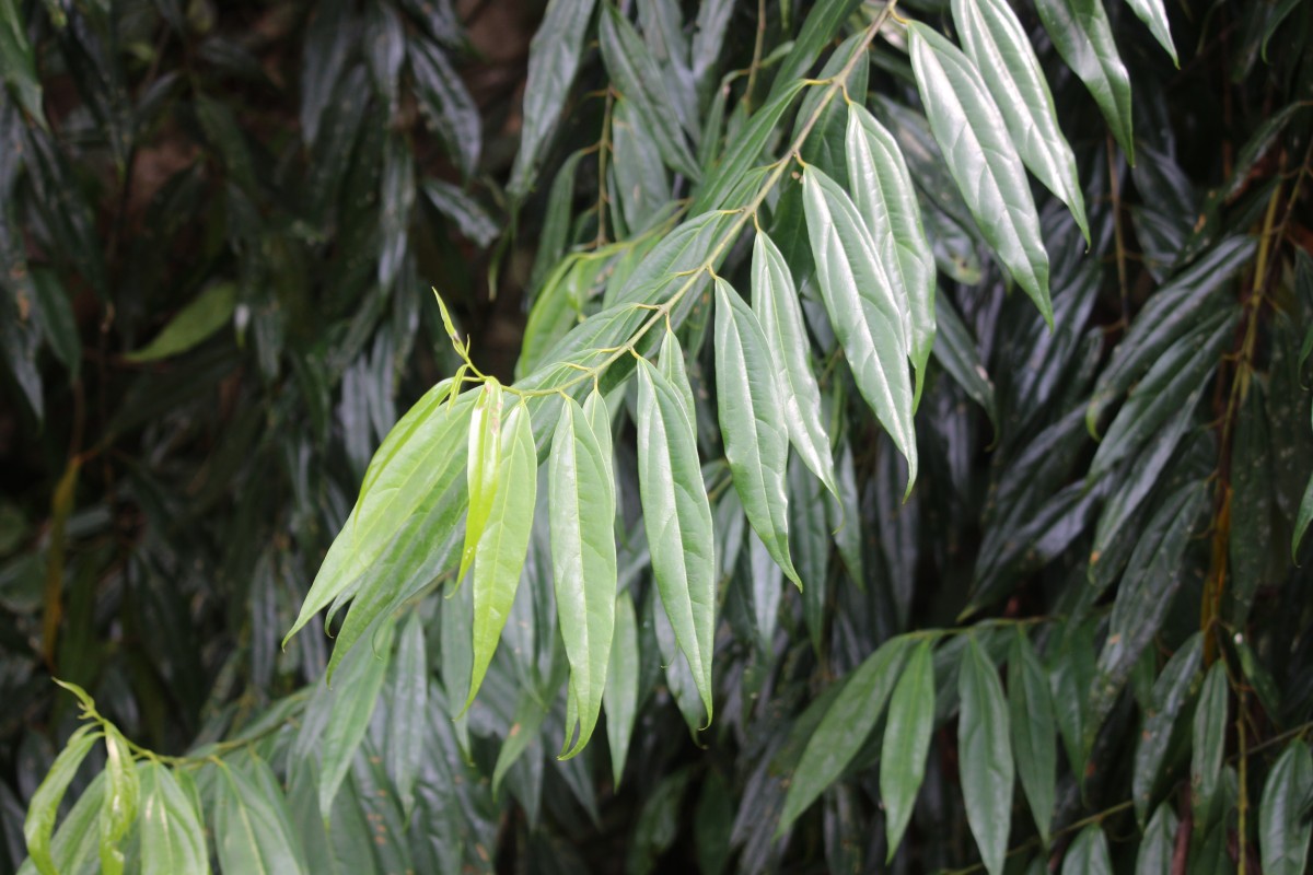 Hortonia angustifolia (Thwaites) Trimen